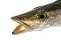 Yellowtail Barracuda Ã¢â¬â Head, Eye and Teeth Royalty Free Stock Photo